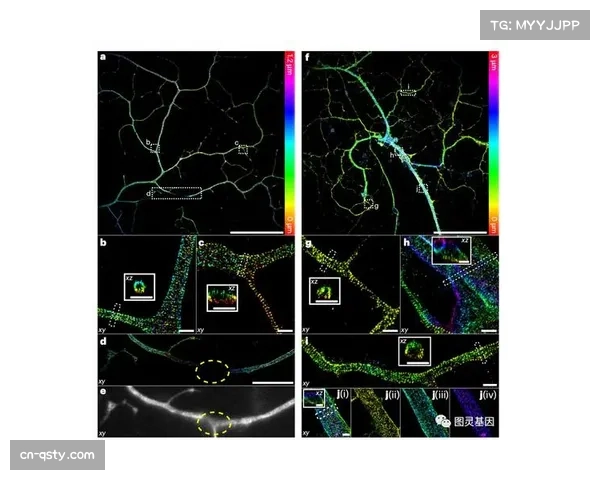 光场采集系统重建赛事三维空间，支持自由视角切换